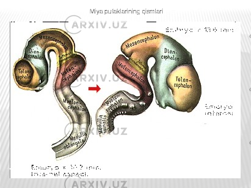 Miya pufaklarining qismlari 