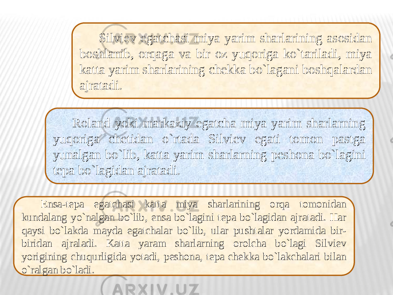 Silviev egatchasi miya yarim sharlarining asosidan boshlanib, orqaga va bir oz yuqoriga ko`tariladi, miya katta yarim sharlarining chekka bo`lagani boshqalardan ajratadi. Roland yoki markaziy egatcha miya yarim sharlarning yuqoriga chetidan o`rtada Silviev egati tomon pastga yunalgan bo`lib, katta yarim sharlarning peshona bo`lagini tepa bo`lagidan ajratadi. Ensa-tepa egatchasi katta miya sharlarining orqa tomonidan kundalang yo`nalgan bo`lib, ensa bo`lagini tepa bo`lagidan ajratadi. Har qaysi bo`lakda mayda egatchalar bo`lib, ular pushtalar yordamida bir- biridan ajraladi. Katta yaram sharlarning orolcha bo`lagi Silviev yorigining chuqurligida yotadi, peshona, tepa chekka bo`lakchalari bilan o`ralgan bo`ladi. 