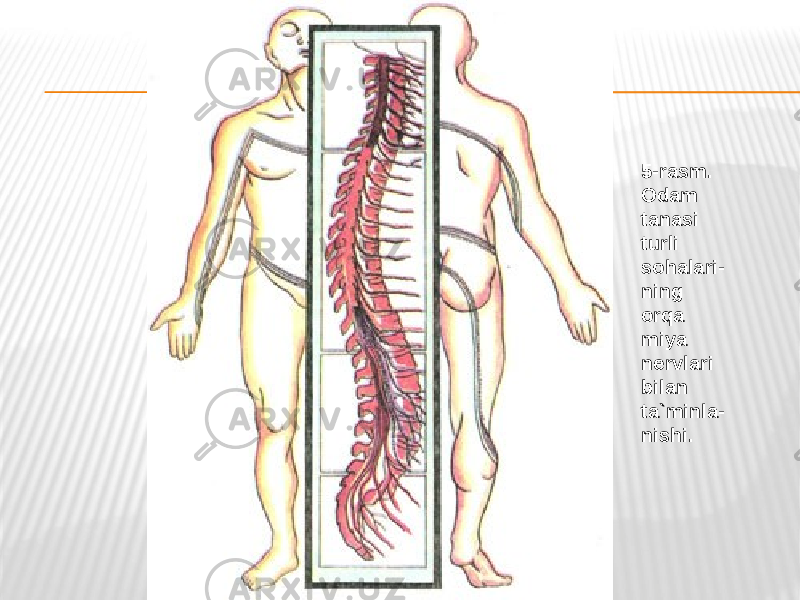 5-rasm. Odam tanasi turli sohalari- ning orqa miya nervlari bilan ta`minla- nishi. 