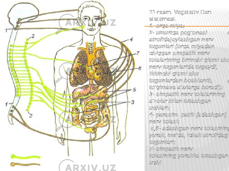 11-rasm. Vegetativ Den sistemasi. 1- orqa miya; 2- umurtqa pog&#39;onasi atrofidajoylashgan nerv tugunlari (orqa miyadan chiqqan simpatik nerv tolalarining birinchi qismi shu nerv tugunlarida tugaydi, ikkinchi qismi shu tugunlardan boshlanib, to&#39;qimava a&#39;wlarga boradi); 3- simpatik nerv tolalarining a&#39;zolar bilan tutashgan uchlari; 4- parasim¬patik (adashgan) nerv tolasi; 5,6- adashgan nerv tolasining yurak, me&#39;da, ichak atrofidagi tugunlari; 7- simpatik nerv tolasining yurakka tutashgan uchi. 