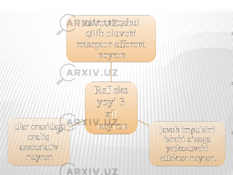 Refleks yoyi 3 xil neyrontasirotni qabul qilib oluvchi retseptor-afferent neyron javob impulsini ishchi a’zoga yetkazuvchi- effektor neyron.ular orasidagi oraliq assotsiativ neyron 