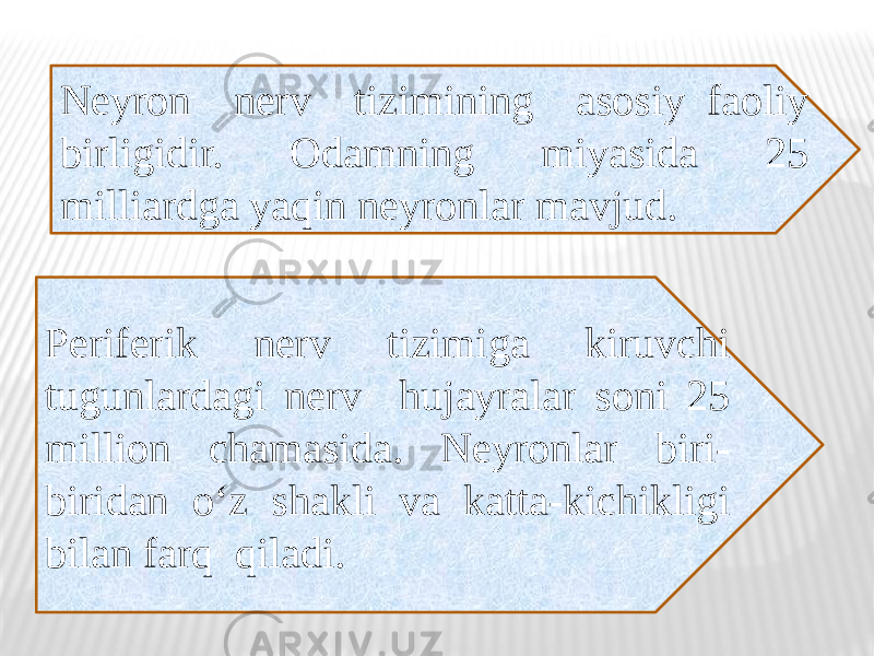 Neyron nerv tizimining asosiy faoliy birligidir. Odamning miyasida 25 milliardga yaqin neyronlar mavjud. Periferik nerv tizimiga kiruvchi tugunlardagi nerv hujayralar soni 25 million chamasida. Neyronlar biri- biridan о‘z shakli va katta-kichikligi bilan farq qiladi. 