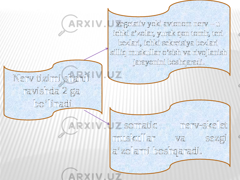 vegetativ yoki avtonom nerv – u ichki a’zolar, yurak qon tomir, teri bezlari, ichki sekretsiya bezlari silliq muskullar o’sish va rivojlanish jarayonini boshqaradi. somatic nerv-skelet muskullar va sezgi a’zolarni boshqaradi.Nerv tizimi shartli ravishda 2 ga bo’linadi 