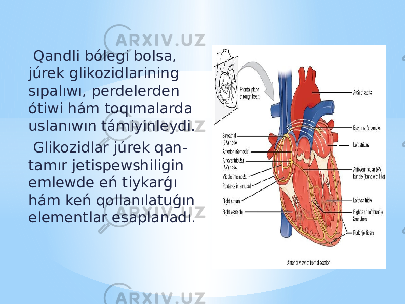  Qandli bólegi bolsa, júrek glikozidlarining sıpalıwı, perdelerden ótiwi hám toqımalarda uslanıwın támiyinleydi. Glikozidlar júrek qan- tamır jetispewshiligin emlewde eń tiykarǵı hám keń qollanılatuǵın elementlar esaplanadı. 