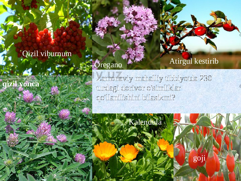 qizil yonca Qizil viburnum Atirgul kestirib Zamonaviy mahalliy tibbiyotda 230 turdagi dorivor o&#39;simliklar qo&#39;llanilishini bilasizmi?Oregano Kalendula goji 