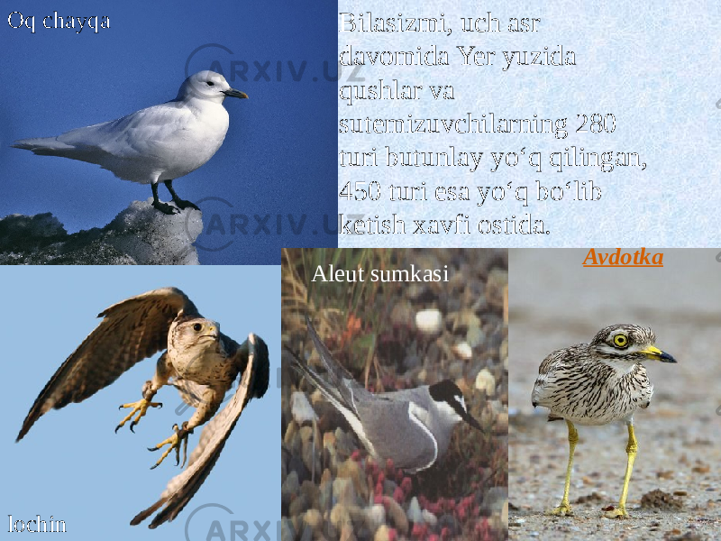 Oq chayqa lochin AvdotkaBilasizmi, uch asr davomida Yer yuzida qushlar va sutemizuvchilarning 280 turi butunlay yoʻq qilingan, 450 turi esa yoʻq boʻlib ketish xavfi ostida. Aleut sumkasi 