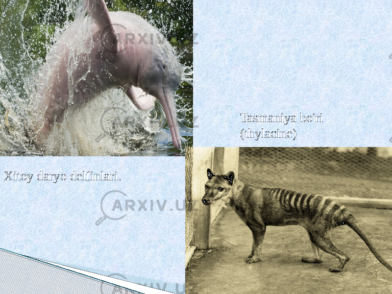 Xitoy daryo delfinlari. Tasmaniya bo&#39;ri (thylacine) 