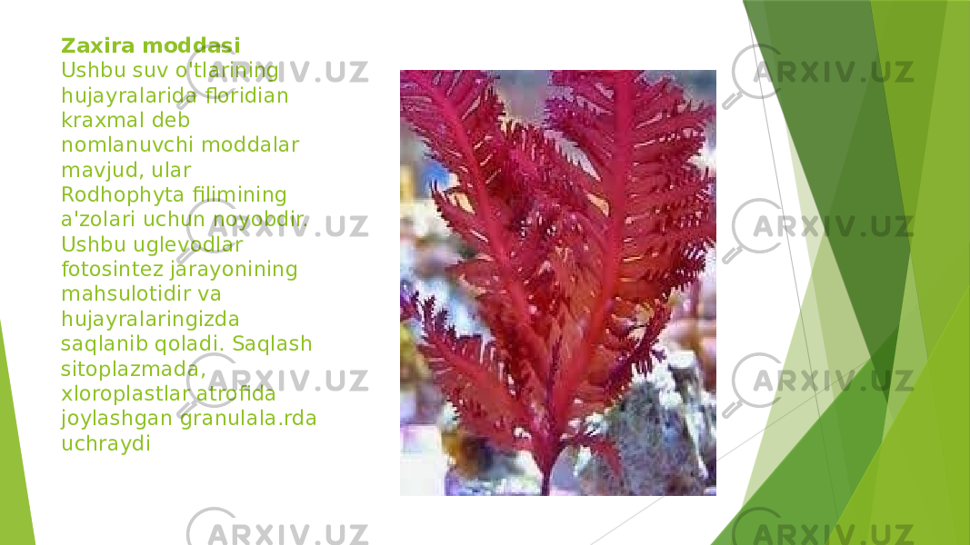 Zaxira moddasi Ushbu suv o&#39;tlarining hujayralarida floridian kraxmal deb nomlanuvchi moddalar mavjud, ular Rodhophyta filimining a&#39;zolari uchun noyobdir. Ushbu uglevodlar fotosintez jarayonining mahsulotidir va hujayralaringizda saqlanib qoladi. Saqlash sitoplazmada, xloroplastlar atrofida joylashgan granulala.rda uchraydi 