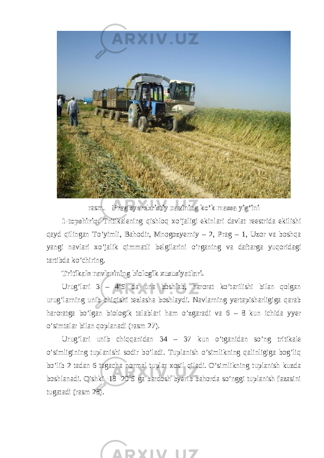 rasm. Prag syerebristiy navining ko’k massa yig’ini 1-topshiriq. Tritikalening qishloq xo’jaligi ekinlari davlat reestrida ekilishi qayd qilingan To’yimli, Bahodir, Mnogozyerniy – 2, Prag – 1, Uzor va boshqa yangi navlari xo’jalik qimmatli belgilarini o’rganing va daftarga yuqoridagi tartibda ko’chiring. Tritikale navlarining biologik xususiyatlari. Urug’lari 3 – 4 o S da una boshlab, harorat ko’tarilishi bilan qolgan urug’larning unib chiqishi tezlasha boshlaydi. Navlarning yertapisharligiga qarab haroratga bo’lgan biologik talablari ham o’zgaradi va 6 – 8 kun ichida yyer o’simtalar bilan qoplanadi (rasm 27). Urug’lari unib chiqqanidan 34 – 37 kun o’tganidan so’ng tritikale o’simligining tuplanishi sodir bo’ladi. Tuplanish o’simlikning qalinligiga bog’liq bo’lib 2 tadan 6 tagacha normal tuplar xosil qiladi. O’simlikning tuplanish kuzda boshlanadi. Qishki -18 -20 0 S ga bardosh byerib bahorda so’nggi tuplanish fazasini tugatadi (rasm 28). 