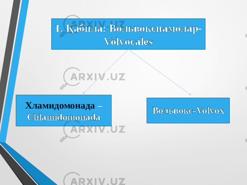 1. Қабила: Вольвокснамолар- Volvocales Хламидомонада – Chlamidomonada Вольвокс-Volvox 