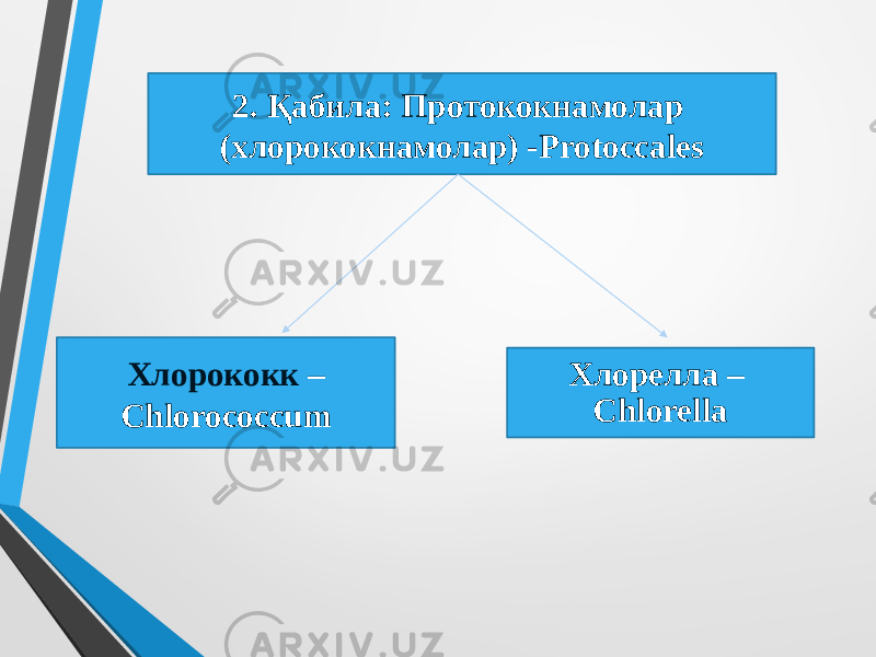 2. Қабила: Протококнамолар (хлорококнамолар) -Protoccales Хлорококк – Chlorococcum Хлорелла – Chlorella 