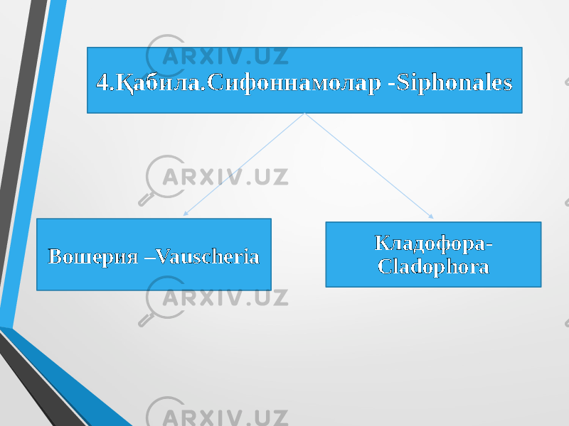 4.Қабила.Сифоннамолар -Siphonales Вошерия –Vauscheria Кладофора- Cladophora 