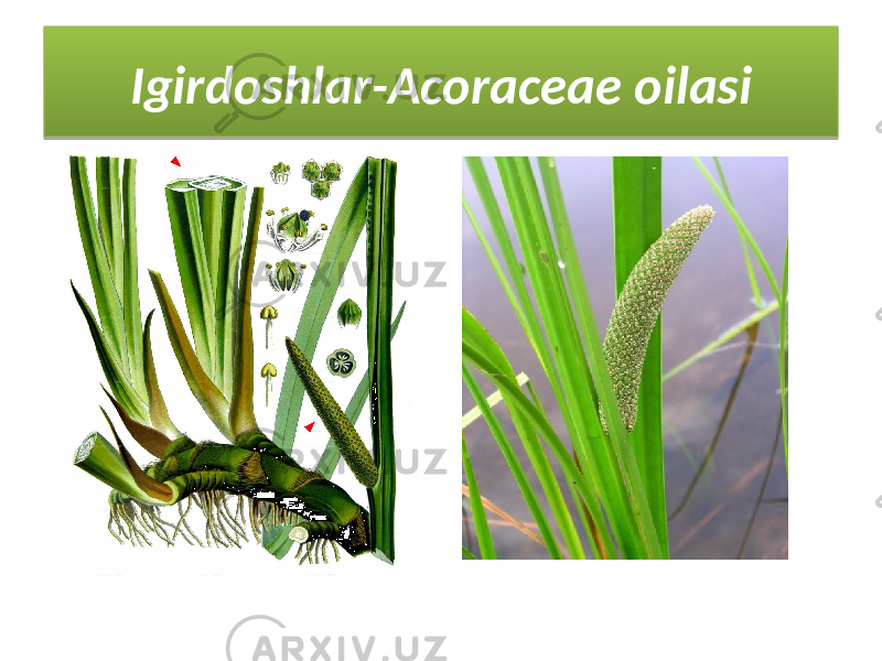 Igirdoshlar-Acoraceae oilasi0F 