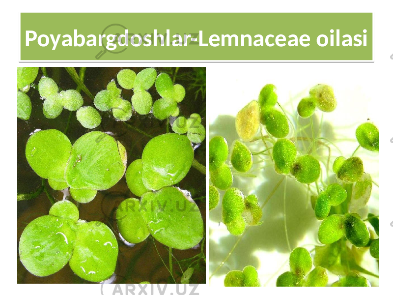 Poyabargdoshlar-Lemnaceae oilasi 30 02 