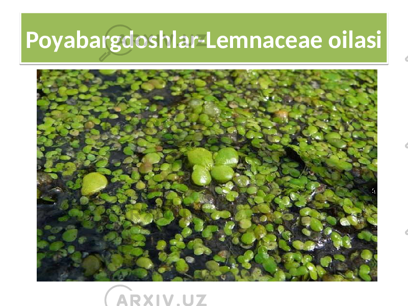 Poyabargdoshlar-Lemnaceae oilasi 30 02 