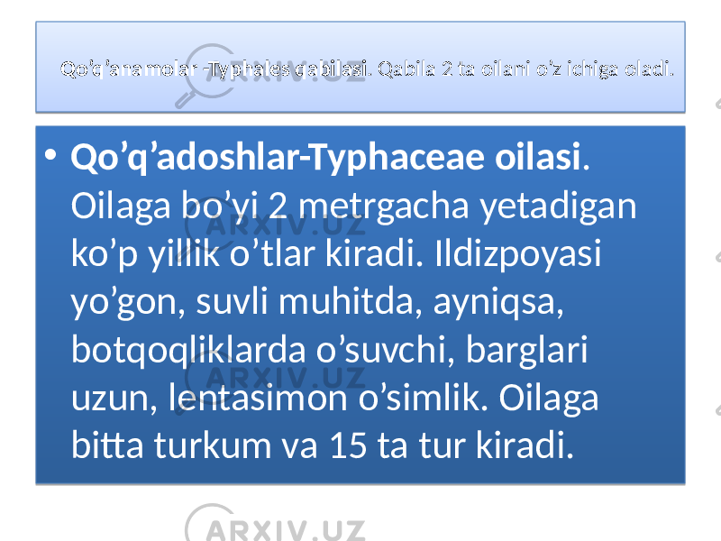 Qo’q’anamolar -Typhales qabilasi . Qabila 2 ta oilani o’z ichiga oladi. • Qo’q’adoshlar-Typhaceae oilasi . Oilaga bo’yi 2 metrgacha yetadigan ko’p yillik o’tlar kiradi. Ildizpoyasi yo’gon, suvli muhitda, ayniqsa, botqoqliklarda o’suvchi, barglari uzun, lentasimon o’simlik. Oilaga bitta turkum va 15 ta tur kiradi. 31 01 01 31 0102 12 1A 19 050A09 1B0D 0506 