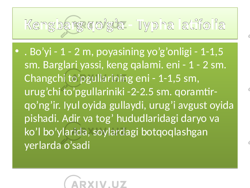 Kengbarg qo’g’a - Typha latifolia • . Bo’yi - 1 - 2 m, poyasining yo’g’onligi - 1-1,5 sm. Barglari yassi, keng qalami. eni - 1 - 2 sm. Changchi to’pgullarining eni - 1-1,5 sm, urug’chi to’pgullariniki -2-2.5 sm. qoramtir- qo’ng’ir. Iyul oyida gullaydi, urug’i avgust oyida pishadi. Adir va tog’ hududlaridagi daryo va ko’l bo’ylarida, soylardagi botqoqlashgan yerlarda o’sadi1B 01 0102 1321 320F04 1B17 1D0A0C 1506 1A 19 