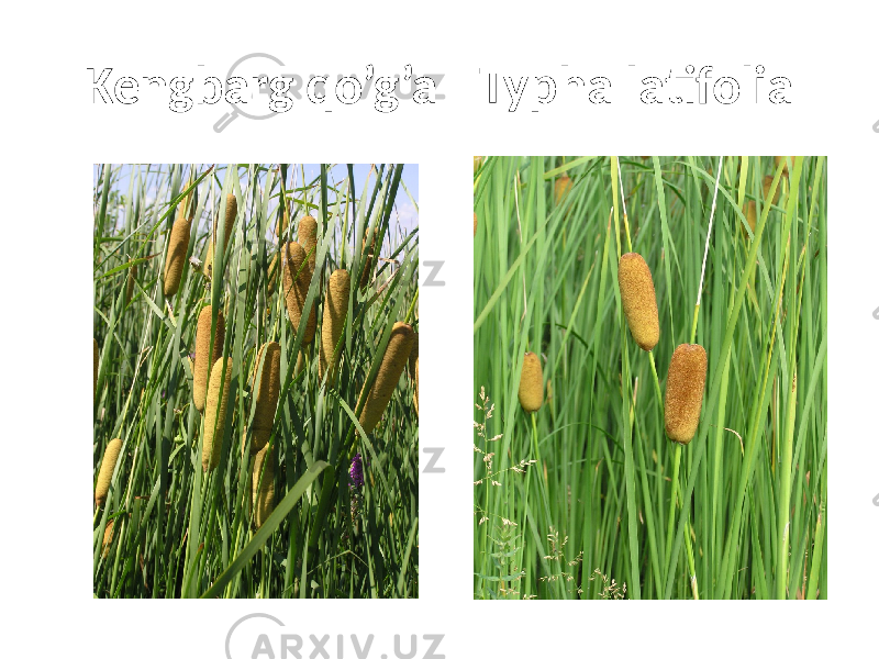 Kengbarg qo’g’a - Typha latifolia 