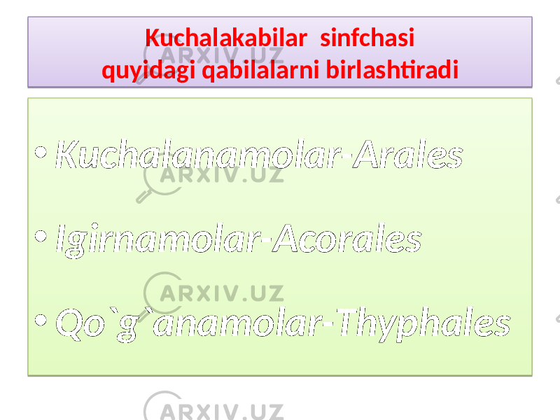 Kuchalakabilar sinfchasi quyidagi qabilalarni birlashtiradi • Kuchalanamolar-Arales • Igirnamolar-Acorales • Qo`g`anamolar-Thyphales1B 2405 01 01 01 0F10 01 1209 