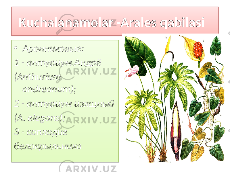 Kuchalanamolar -Arales qabilasi • Аронниковые: 1 - антуриум Андрё (Anthurium andreanum); 2 - антуриум изящный (A. elegans); 3 - соплодие белокрыльника1B 0101 01 0203 0C01 14 1D 2201 14 2B01 2F 