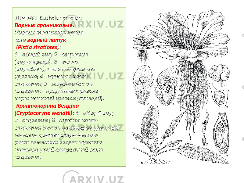 SUVDAGI Kuchalanamolar: Водные аронниковые . Пистия телорезов идная или водный латук (Pistia stratiotes ): 1 - общий вид; 2 - соцветие (вид спереди); 3 - то же (вид сбоку), часть покрывала удалена; 4 - мужская часть соцветия; 5 - женская часть соцветия - продольный разрез через женский цветок (гинецей). Криптокорина Вендта (Cryptocoryne wendtii): 6 - общий вид; 7 - соцветие; 8 - нижняя часть соцветия (часть покрывала удалена), женские цветки отделены от расположенных вверху мужских цветков узкой стерильной осью соцветия2728 171819 23 24 1D 221819 1D 3031 321D 2C222019 2C222019 2B 251837 251837 3C1C 1D 42 2C43 461D 471D 251837 3A 1F1E2538 37 251837 