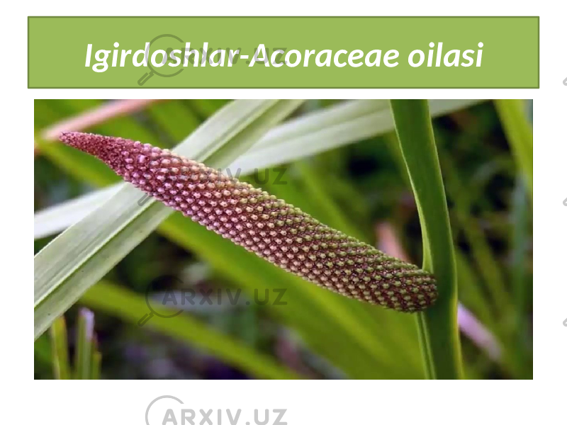 Igirdoshlar-Acoraceae oilasi 