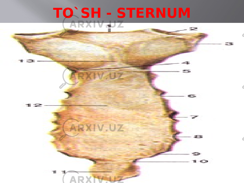 TO`SH - STERNUM 
