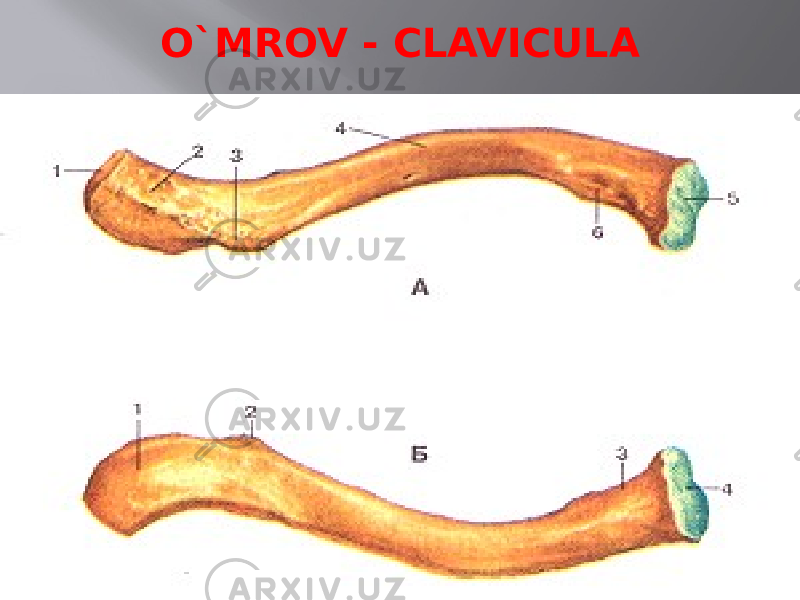 O`MROV - CLAVICULA 