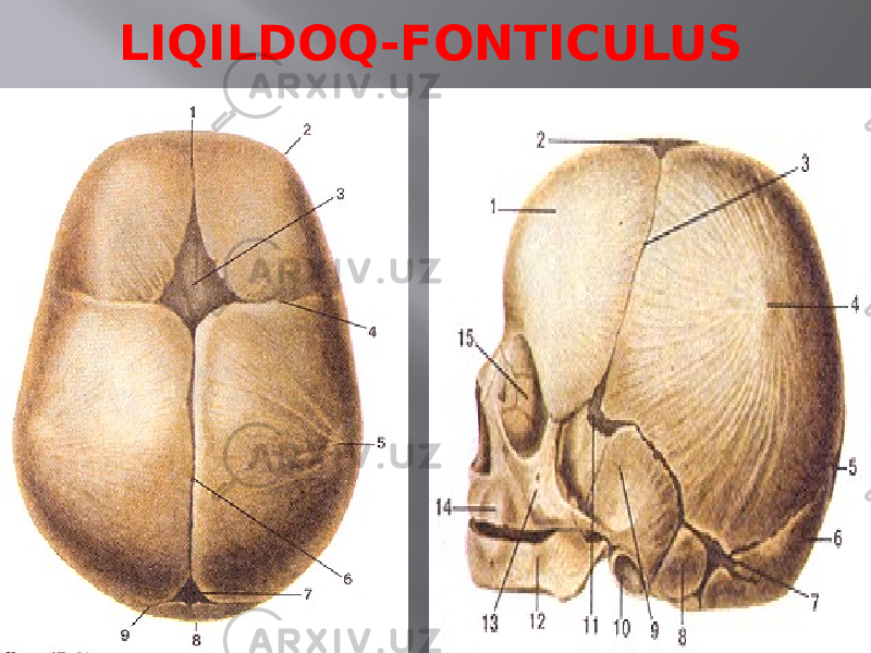 LIQILDOQ-FONTICULUS 