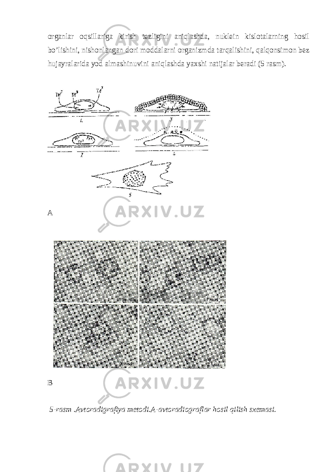 organlar oqsillariga kirish tezligini aniqlashda, nuklein kislotalarning hosil bo’lishini, nishonlangan dori moddalarni organizmda tarqalishini, qalqonsimon bez hujayralarida yod almashinuvini aniqlashda yaxshi natijalar beradi (5 rasm). А В 5-rasm .Avtoradigrafiya metodi.A-avtoradiograflar hosil qilish sxemasi. 