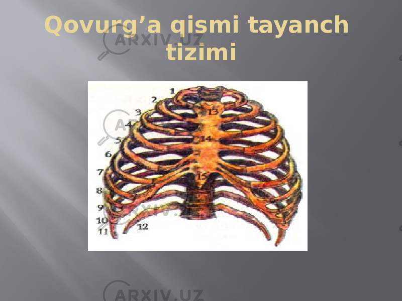 Qovurg’a qismi tayanch tizimi 