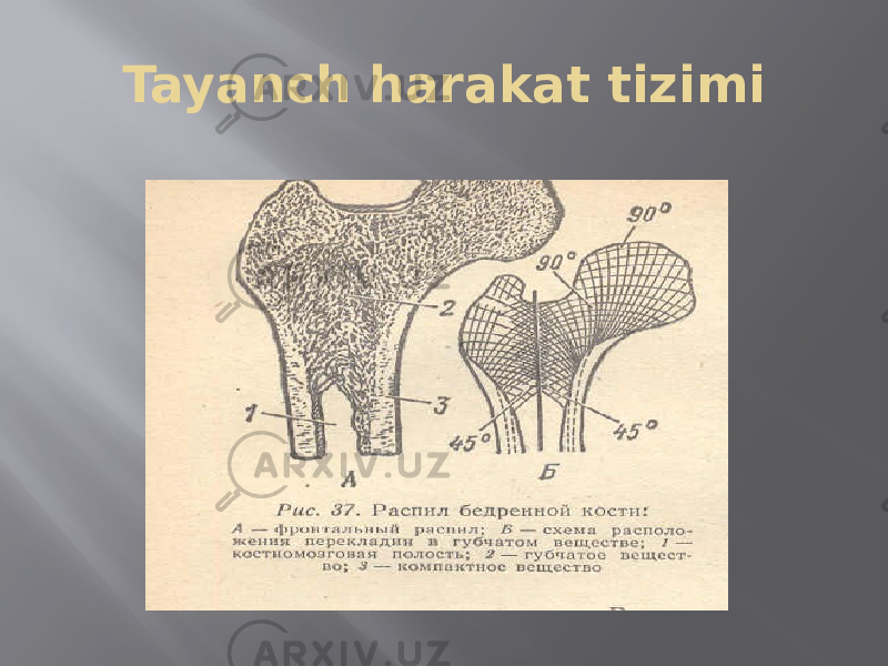 Tayanch harakat tizimi 