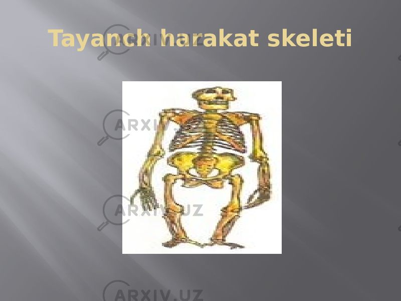 Tayanch harakat skeleti 