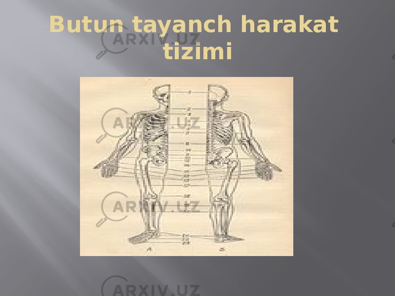 Butun tayanch harakat tizimi 