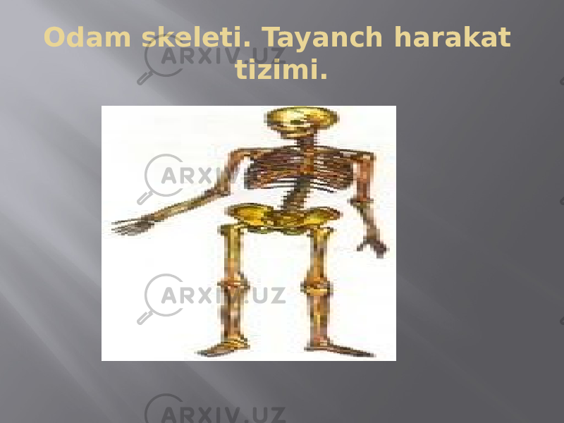 Odam skeleti. Tayanch harakat tizimi. 