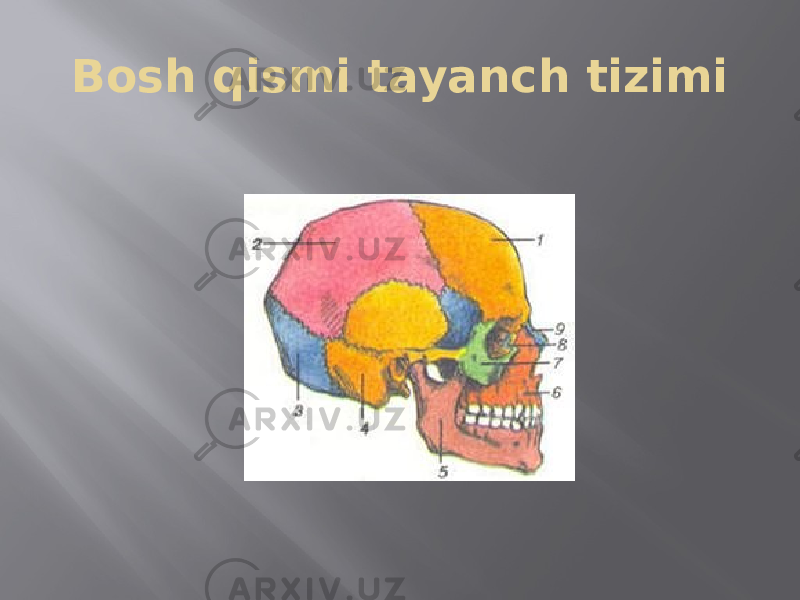 Bosh qismi tayanch tizimi 