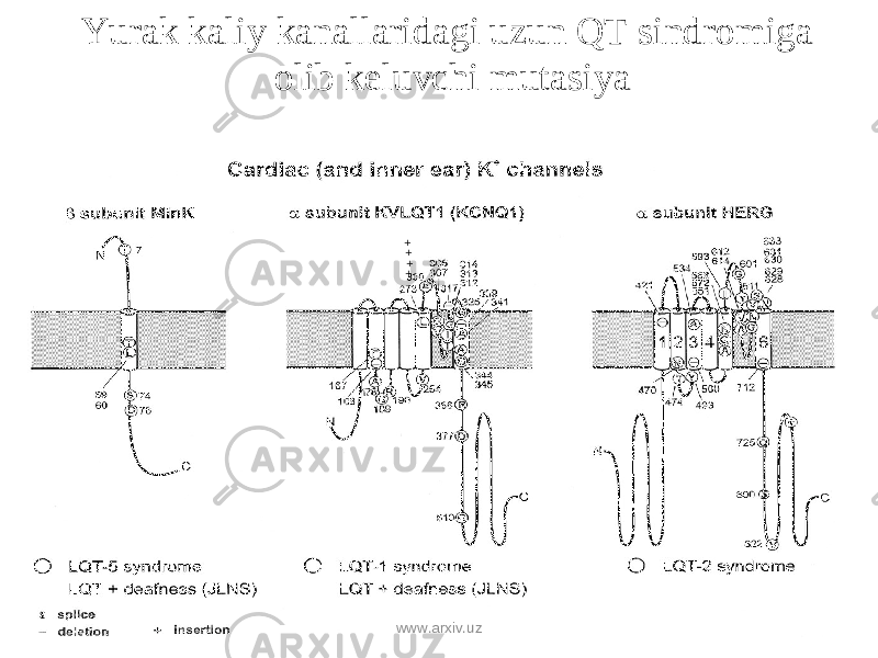 + + + +Yurak kaliy kanallaridagi uzun QT sindromiga olib keluvchi mutasiya   www.arxiv.uz 