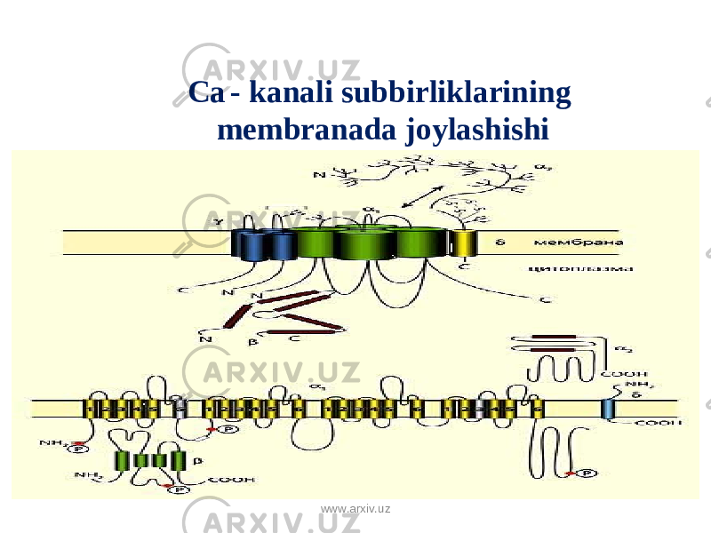 Ca - kanali subbirliklarining membranada joylashishi www.arxiv.uz 