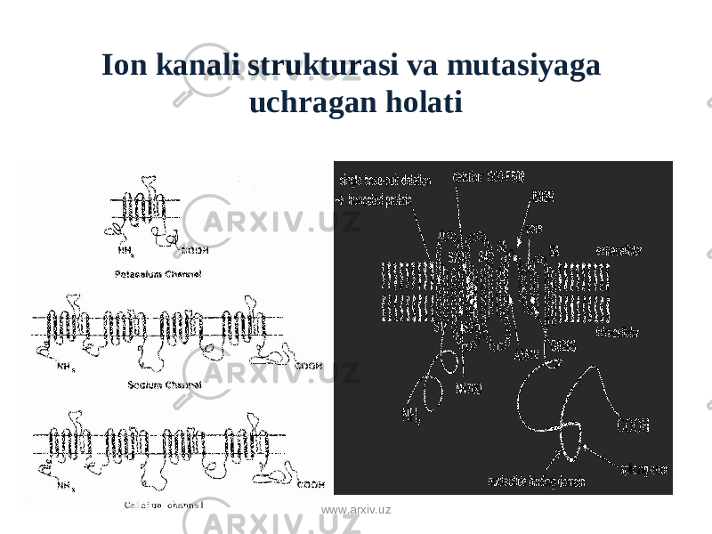 Ion kanali strukturasi va mutasiyaga uchragan holati www.arxiv.uz 