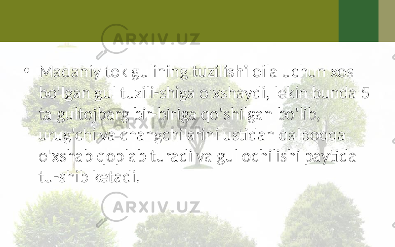 • Madaniy tok gulining tuzilishi oila uchun xos bo&#39;lgan gul tuzili-shiga o&#39;xshaydi, lekin bunda 5 ta gultojbarg bir-biriga qo&#39;shilgan bo&#39;lib, urug&#39;chi va changchilarini ustidan qalpoqqa o&#39;xshab qoplab turadi va gul ochilishi paytida tu-shib ketadi. 