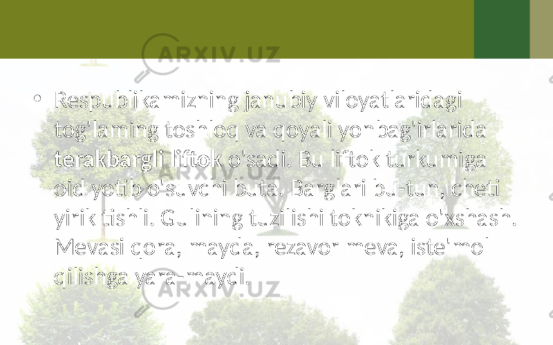 • Respublikamizning janubiy viloyatlaridagi tog&#39;laming toshloq va qoyali yonbag&#39;irlarida terakbargli liftok o&#39;sadi. Bu liftok turkumiga oid yotib o&#39;suvchi buta. Barglari bu-tun, cheti yirik tishli. Gulining tuzilishi toknikiga o&#39;xshash. Mevasi qora, mayda, rezavor meva, iste&#39;mol qilishga yara-maydi. 