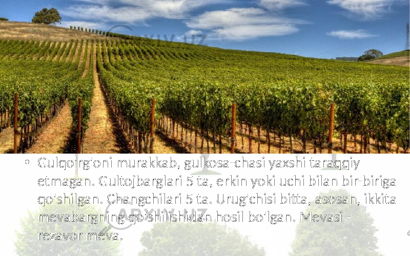 • Gulqo&#39;rg&#39;oni murakkab, gulkosa-chasi yaxshi taraqqiy etmagan. Gultojbarglari 5 ta, erkin yoki uchi bilan bir-biriga qo&#39;shilgan. Changchilari 5 ta. Urug&#39;chisi bitta, asosan, ikkita mevabargning qo&#39;shilishidan hosil bo&#39;lgan. Mevasi - rezavor meva. 