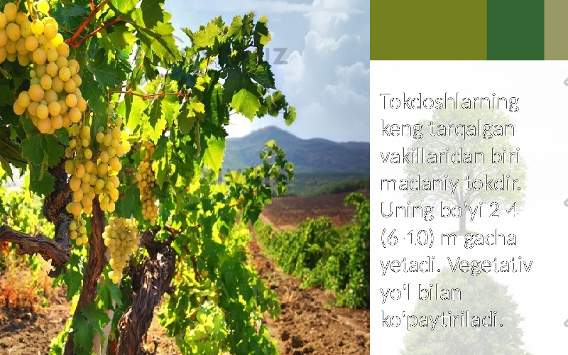 • Tokdoshlarning keng tarqalgan vakillaridan biri madaniy tokdir. Uning bo&#39;yi 2-4 (6-10) m gacha yetadi. Vegetativ yo&#39;l bilan ko&#39;paytiriladi. 