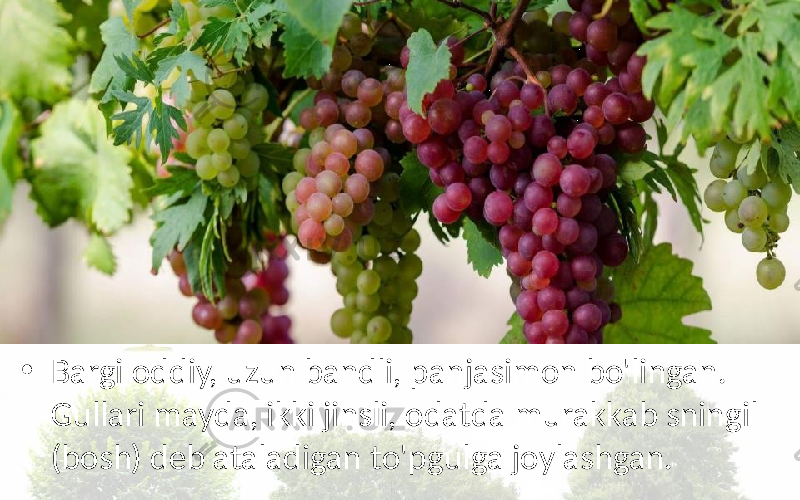 • Bargi oddiy, uzun bandli, panjasimon bo&#39;lingan. Gullari mayda, ikki jinsli, odatda murakkab sningil (bosh) deb ataladigan to&#39;pgulga joylashgan. 