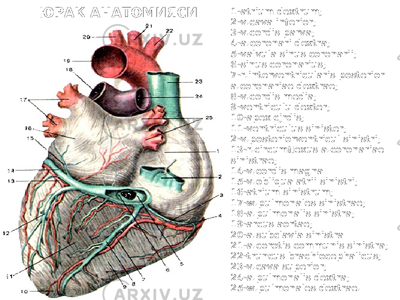 ЮРАК АНАТОМИЯСИ 1-atrium dextrum; 2-v.cava inferior; 3-v.cordis parva; 4-a.coronari dextra; 5-valvula sinus coronarii; 6-sinus coronarius; 7-r.interventricularis posterior a.coronariae dextrae; 8-v.cordis media; 9-ventriculu dexter; 10-apex cjrdis; 11-ventriculus sinister; 2-v.posteriorventricul sinistri; 13-r.circumflexus a.coronariae sinistrae; 14-v.cordis magna 15-v.obliqua atrii sinistri; 16-atrium sinistrum; 17-w.pulmonales sinistrae; 18-a.pulmonalis sinistra; 19-arcus aortae; 20-a.subclavia sinistra 21-a.corotis communis sinistra; 22-truncus brachiocephalicus; 23-v.cava superior; 24-a.pulmonalis dextra; 25-w.pulmonales dextrae. 