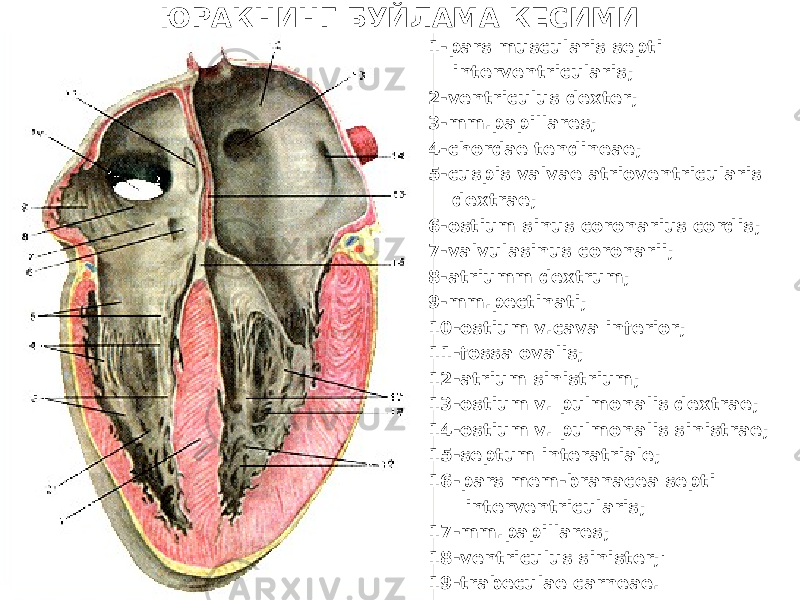 ЮРАКНИНГ БУЙЛАМА КЕСИМИ 1-pars muscularis septi interventricularis; 2-ventriculus dexter; 3-mm.papillares; 4-chordae tendineae; 5-cuspis valvae atrioventricularis dextrae; 6-ostium sinus coronarius cordis; 7-valvulasinus coronarii; 8-atriumm dextrum; 9-mm.pectinati; 10-ostium v.cava inferior; 11-fossa ovalis; 12-atrium sinistrium; 13-ostium v. pulmonalis dextrae; 14-ostium v. pulmonalis sinistrae; 15-septum interatriale; 16-pars mem-branacea septi interventricularis; 17-mm.papillares; 18-ventriculus sinister;&#39; 19-trabeculae carneae. 