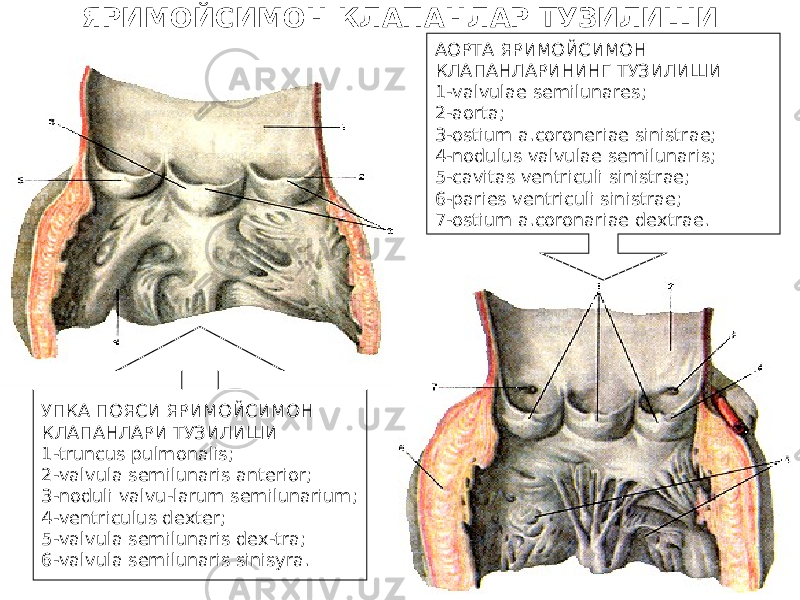 ЯРИМОЙСИМОН КЛАПАНЛАР ТУЗИЛИШИ УПКА ПОЯСИ ЯРИМОЙСИМОН КЛАПАНЛАРИ ТУЗИЛИШИ 1-truncus pulmonalis; 2-valvula semilunaris anterior; 3-noduli valvu-larum semilunarium; 4-ventriculus dexter; 5-valvula semilunaris dex-tra; 6-valvula semilunaris sinisyra. АОРТА ЯРИМОЙСИМОН КЛАПАНЛАРИНИНГ ТУЗИЛИШИ 1-valvulae semilunares; 2-aorta; 3-ostium a.coroneriae sinistrae; 4-nodulus valvulae semilunaris; 5-cavitas ventriculi sinistrae; 6-paries ventriculi sinistrae; 7-ostium a.coronariae dextrae. 