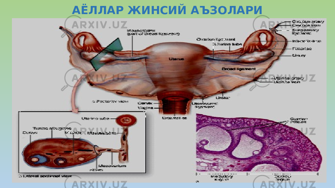 АЁЛЛАР ЖИНСИЙ АЪЗОЛАРИ 