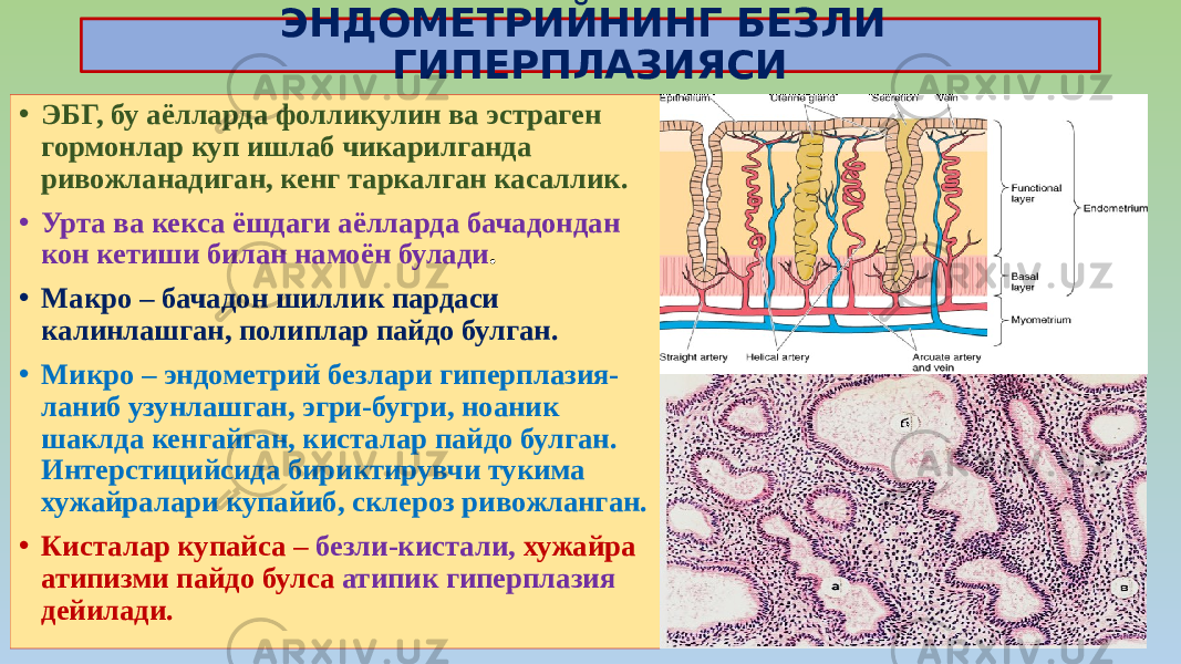 ЭНДОМЕТРИЙНИНГ БЕЗЛИ ГИПЕРПЛАЗИЯСИ • ЭБГ, бу аёлларда фолликулин ва эстраген гормонлар куп ишлаб чикарилганда ривожланадиган, кенг таркалган касаллик. • Урта ва кекса ёшдаги аёлларда бачадондан кон кетиши билан намоён булади . • Макро – бачадон шиллик пардаси калинлашган, полиплар пайдо булган. • Микро – эндометрий безлари гиперплазия- ланиб узунлашган, эгри-бугри, ноаник шаклда кенгайган, кисталар пайдо булган. Интерстицийсида бириктирувчи тукима хужайралари купайиб, склероз ривожланган. • Кисталар купайса – безли-кистали, хужайра атипизми пайдо булса атипик гиперплазия дейилади. 