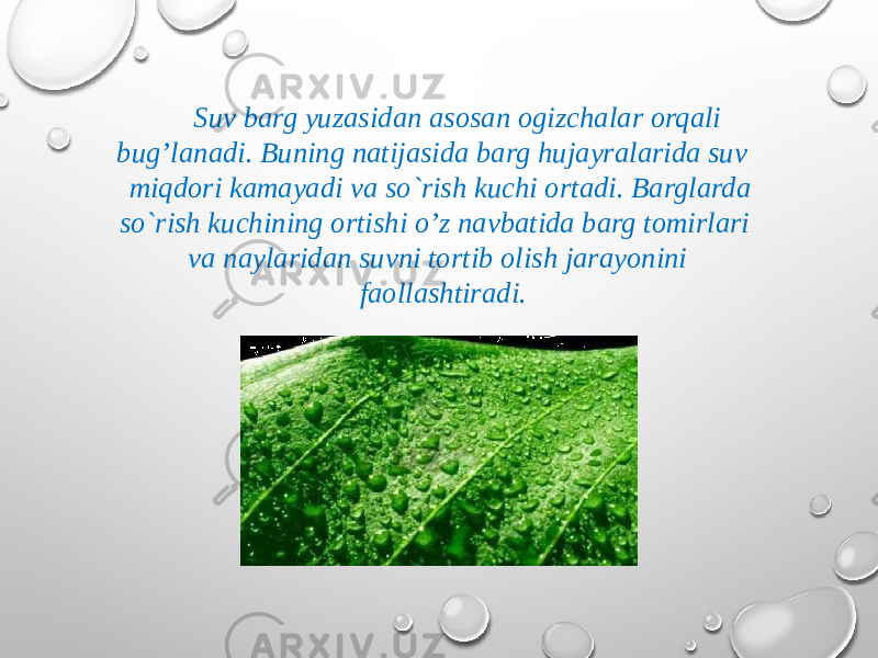 Suv barg yuzasidan asosan ogizchalar orqali bug’lanadi. Buning natijasida barg hujayralarida suv miqdori kamayadi va so`rish kuchi ortadi. Barglarda so`rish kuchining ortishi o’z navbatida barg tomirlari va naylaridan suvni tortib olish jarayonini faollashtiradi. 